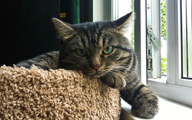 Cat tree window cat paw free wallpaper for desktop - medium preview image