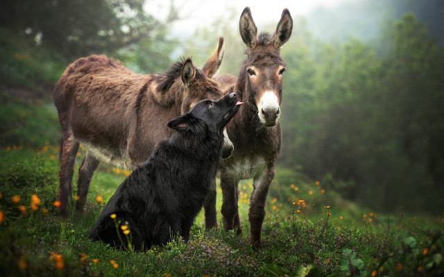 Dog donkey flower field misty free wallpaper for desktop - medium preview image