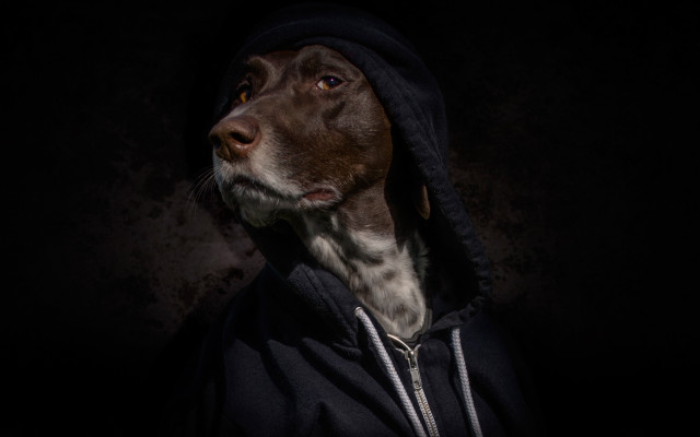 Dog hoodie dark portrait black free wallpaper for desktop - medium preview image