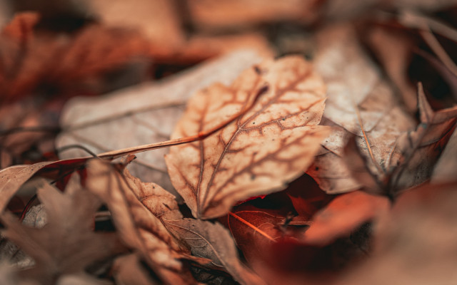 Autumn leaf closeup blurry background free wallpaper for desktop - medium preview image