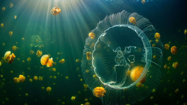 Jellyfish aquarium sunlight ecological art free wallpaper for desktop - medium preview image