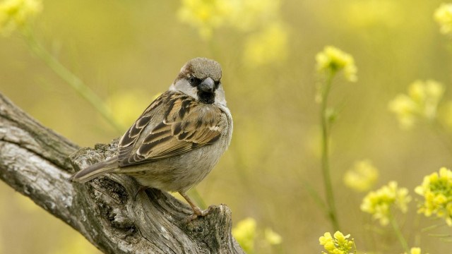 Bird branch field flowers grass #2 free wallpaper for desktop - medium preview image