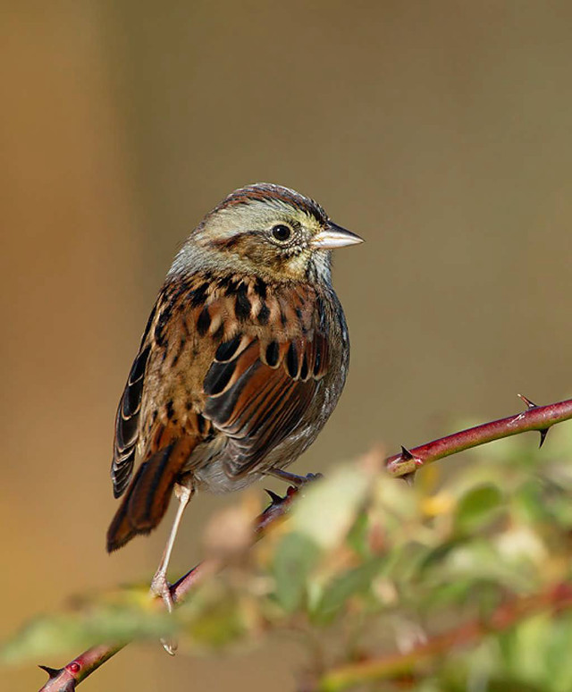 Small bird perched branch tree #5 free wallpaper for mobile - medium preview image
