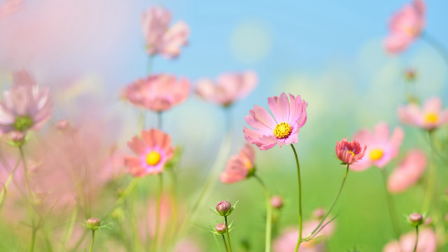 Pink flower field bokeh spring free wallpaper for desktop - medium preview image