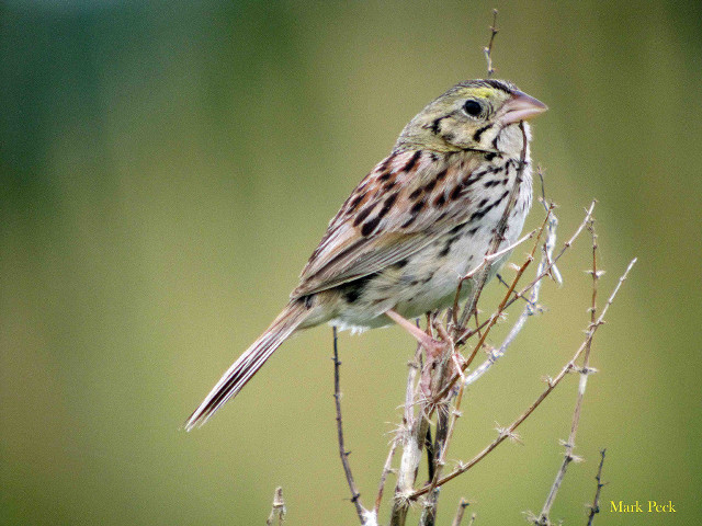 Small bird perched tree branch #7 free wallpaper for desktop - medium preview image