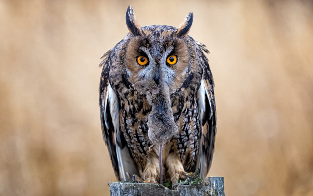 Owl bird post field grass free wallpaper for desktop - medium preview image