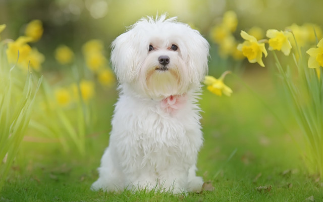 Small white dog grass yellow free wallpaper for desktop - medium preview image