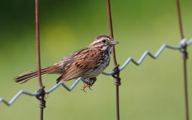 Small bird perched wire fence free wallpaper for desktop - medium preview image