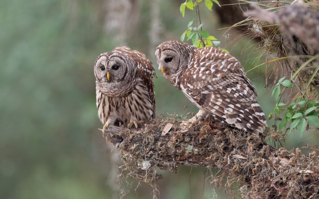 Two owls branch tree blurry free wallpaper for desktop - medium preview image