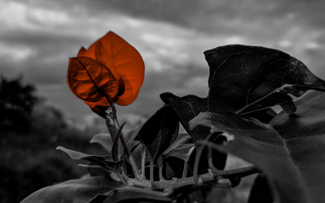 Black white flower red center free wallpaper for desktop - medium preview image