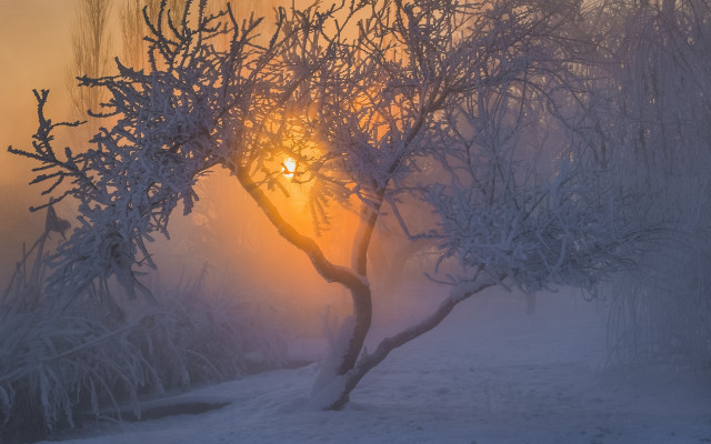 Tree sun snow field backlight free wallpaper for desktop - medium preview image