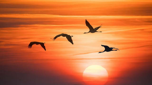 Birds sunset ocean flock moon free wallpaper for desktop - medium preview image