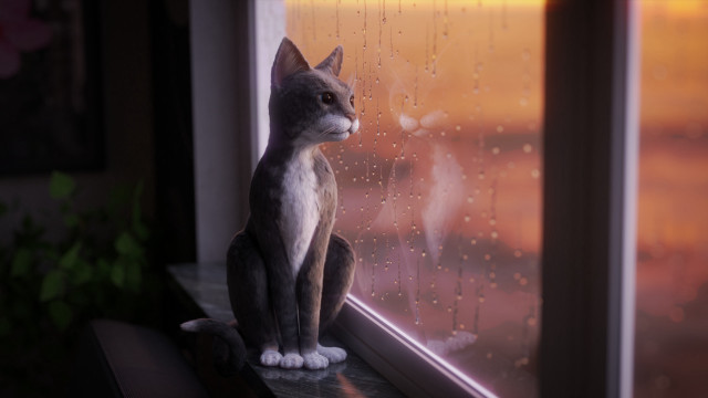 Black cat window rain photorealistic free wallpaper for desktop - medium preview image