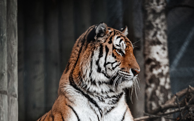 Tiger shade tree zoo blurry free wallpaper for desktop - medium preview image