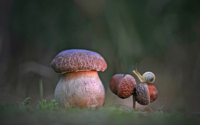 Mushrooms greenfield forest grass microscopic free wallpaper for desktop - medium preview image