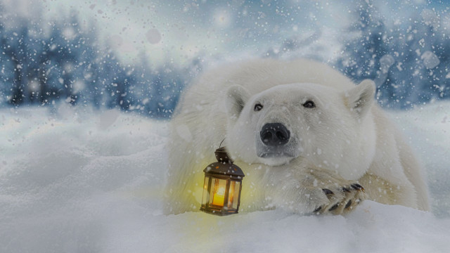 Polar bear snow lantern magic free wallpaper for desktop - medium preview image