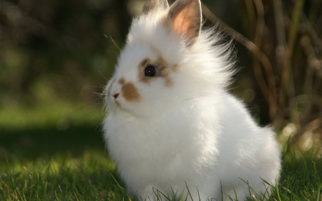 White rabbit grass blurry background free wallpaper for desktop - medium preview image