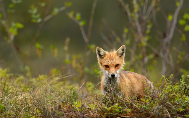 Sad fox in grass bushes free wallpaper for desktop - medium preview image