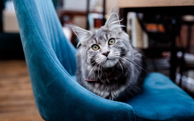 Cat regal blue chair yellow free wallpaper for desktop - medium preview image