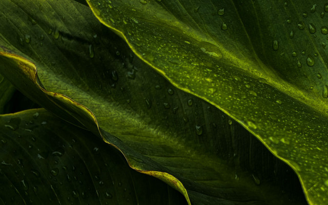 Large green leaf water droplets free wallpaper for desktop - medium preview image