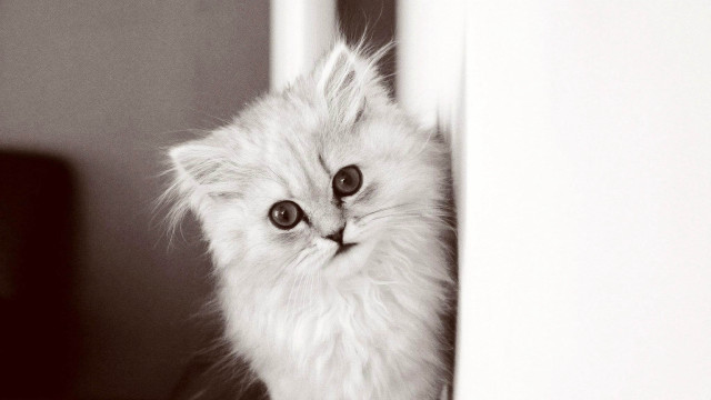 White kitten black eye sad free wallpaper for desktop - medium preview image