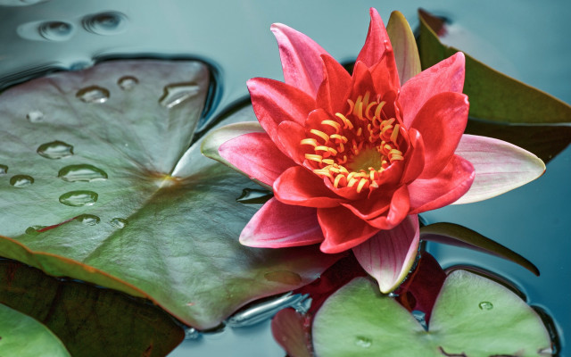 Red flower floating pond lilypads free wallpaper for desktop - medium preview image