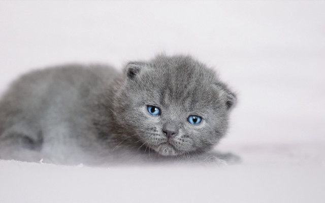 Small gray kitten blue eyes #6 free wallpaper for desktop - medium preview image