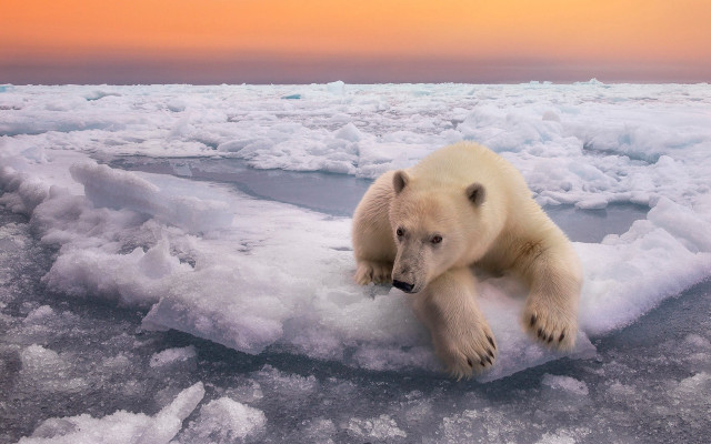 Polar bear ice floe sunset free wallpaper for desktop - medium preview image
