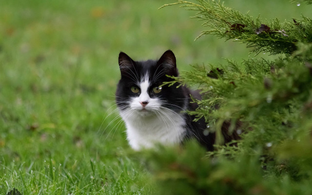Black cat sitting grass sad free wallpaper for desktop - medium preview image