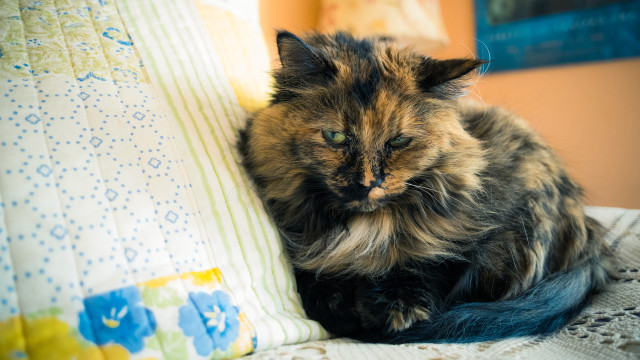 Cat bed pillow cat picture free wallpaper for desktop - medium preview image