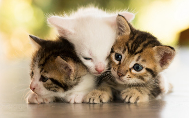Kitten playing with two kittens free wallpaper for desktop - medium preview image