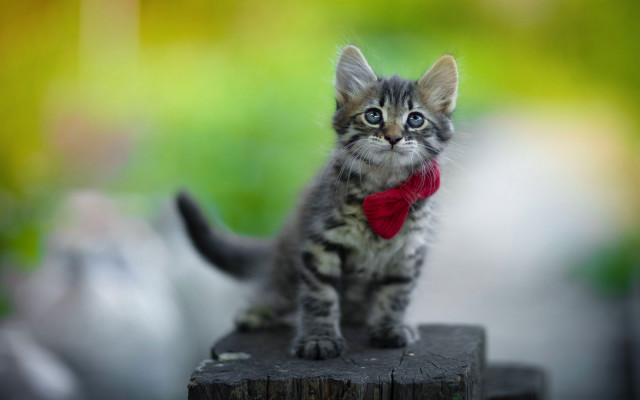 Small kitten red bow wooden free wallpaper for desktop - medium preview image
