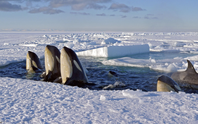 Dolphins icebergs ocean cloudy sky free wallpaper for desktop - medium preview image