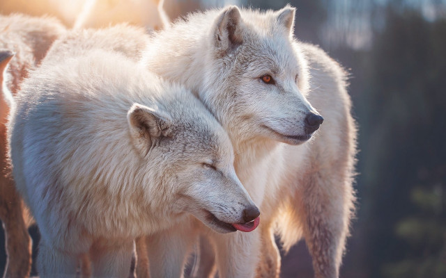 White wolf sunlight close animals free wallpaper for desktop - medium preview image