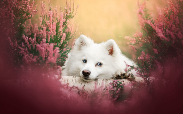 White dog flower field blue free wallpaper for desktop - medium preview image