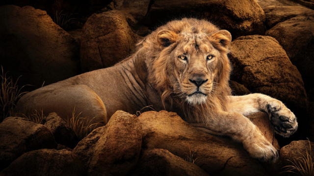 Lion on rocks next to free wallpaper for desktop - medium preview image