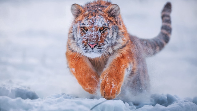 Tiger running snow wild impressionist free wallpaper for desktop - medium preview image