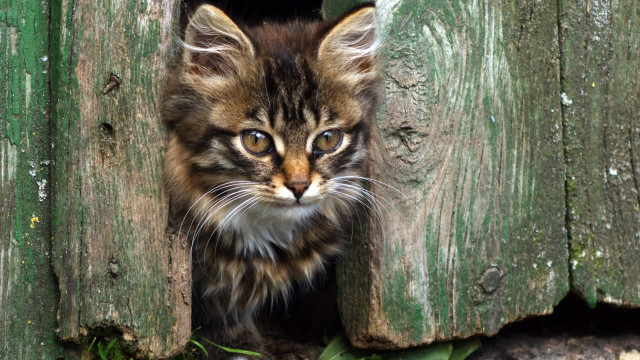 Kitten peeking wooden door grass free wallpaper for desktop - medium preview image