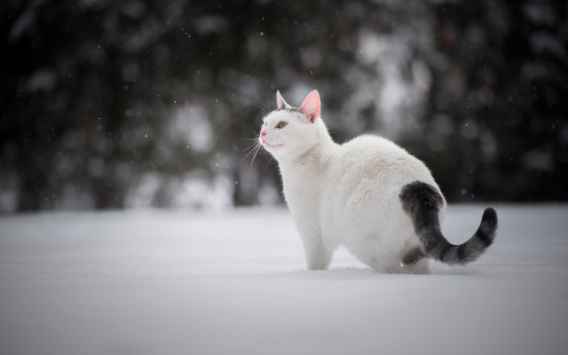 White cat snow winter night free wallpaper for desktop - medium preview image