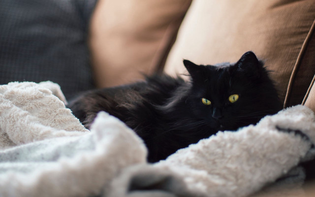 Black cat couch blanket pillows #2 free wallpaper for desktop - medium preview image