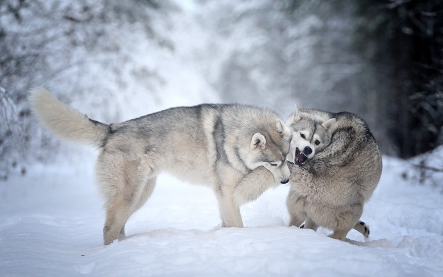Wolf play snow forest bare free wallpaper for desktop - medium preview image