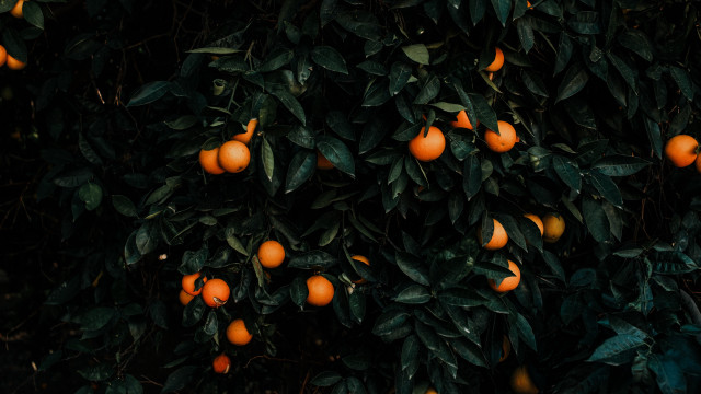 Tree oranges leaves fruits vegetables free wallpaper for desktop - medium preview image