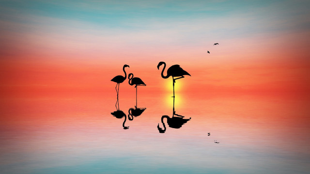 Flamingos sunset water birds silhouette free wallpaper for desktop - medium preview image