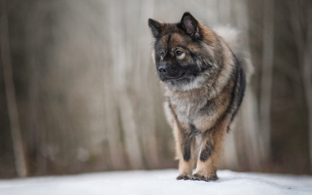 Shiba inu dog snow forest free wallpaper for desktop - medium preview image