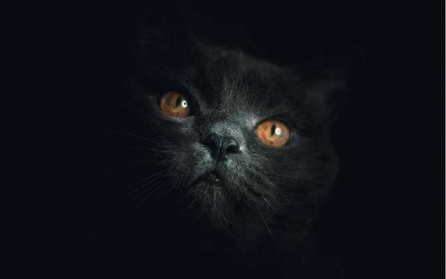 Black cat orange eyes dark free wallpaper for desktop - medium preview image