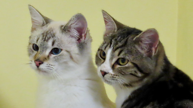 Cats mirror white gray gothic free wallpaper for desktop - medium preview image