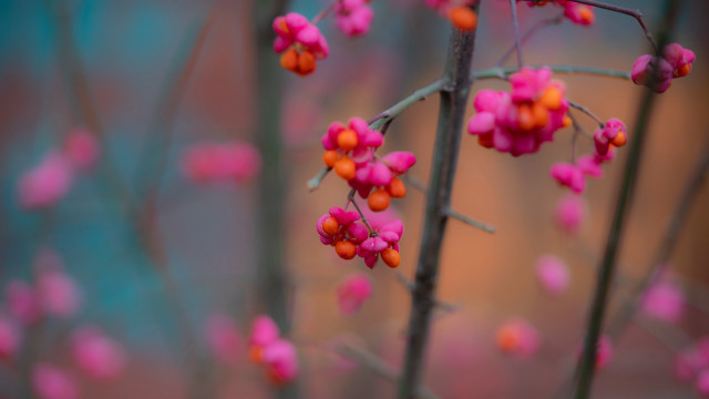 Pink cherry blossoms bokeh macro free wallpaper for desktop - medium preview image