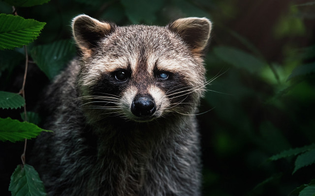 Raccoon leaves forest bamboo nature free wallpaper for desktop - medium preview image