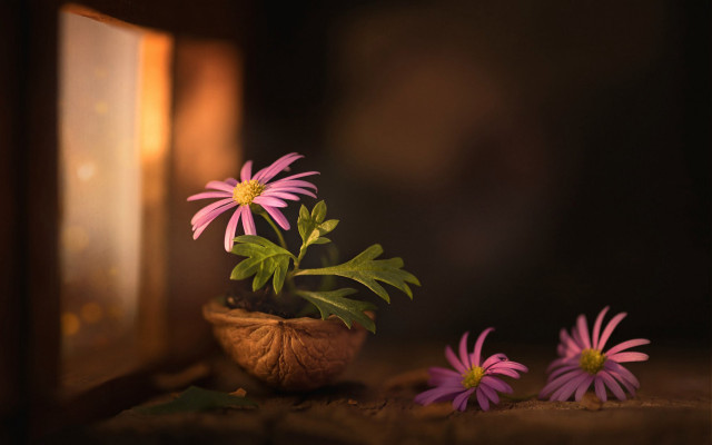 Potted plant pink flowers table free wallpaper for desktop - medium preview image