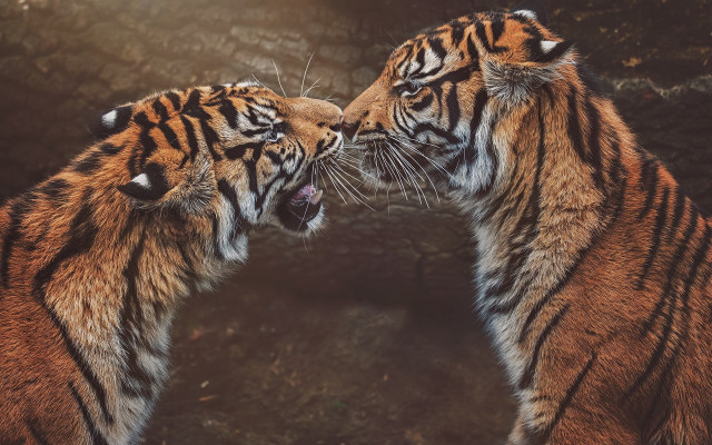 Tiger heads touching zoo sunlight free wallpaper for desktop - medium preview image